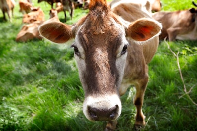 Organic Farming Cow Ap