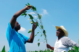 Soybean Farmers Scam Ap