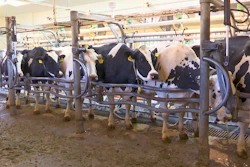 Cows