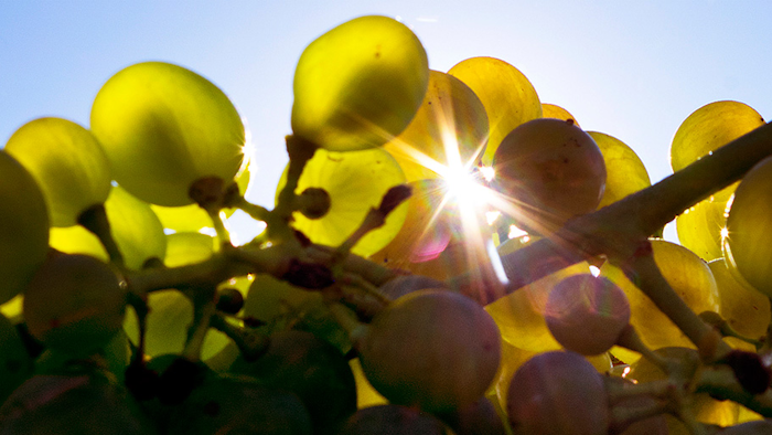 Mnet 177262 Germany Grape Harvest Hero