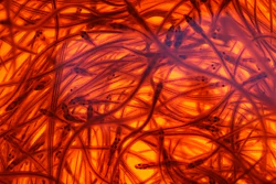 Mnet 177349 Elvers Hero Image New