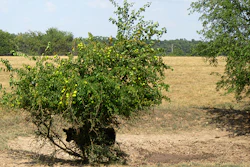 In this Aug. 10, 2018 photo provided by the University of Missouri Extension, a steer takes shelter under a bush near a dry pond on a farm near Monett, Mo. Drought conditions across most of Missouri are causing concerns for farmers. Corn yields could be lower than normal and hay, vital for feeding cattle, is proving scarce. About three-quarters of Missouri pastures are in poor or very poor condition, according to the U.S. Department of Agriculture. (Eldon Cole/University of Missouri Extension via AP)
