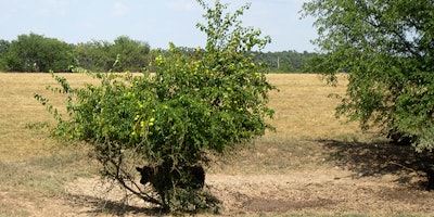 In this Aug. 10, 2018 photo provided by the University of Missouri Extension, a steer takes shelter under a bush near a dry pond on a farm near Monett, Mo. Drought conditions across most of Missouri are causing concerns for farmers. Corn yields could be lower than normal and hay, vital for feeding cattle, is proving scarce. About three-quarters of Missouri pastures are in poor or very poor condition, according to the U.S. Department of Agriculture. (Eldon Cole/University of Missouri Extension via AP)