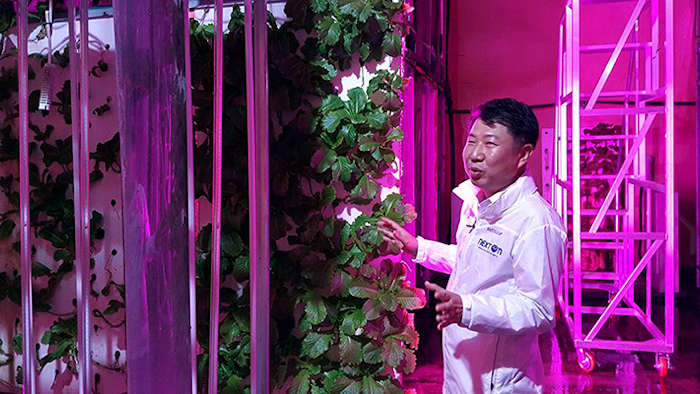 In this Aug. 9, 2018, photo, head of NextOn Choi Jae Bin explains about his farm's crop cultivation system next to sesame leaves growing on vertically stacked styrofoams at the tunnel-based vertical indoor farm NextOn in Okcheon, South Korea. The high-tech farm inside a former tunnel in South Korea is seen as a potential solution to the havoc wreaked on crops by the extreme weather linked to climate change, and to shortages of land and workers as the country ages. (AP Photo/Han Myung Oh)