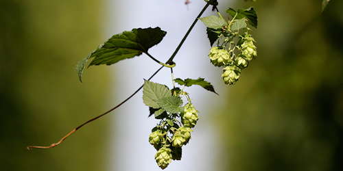 In this picture taken Wednesday, Aug. 29, 2018, hops cones are seen during a harvest at a hopfield near the village of Rocov, Czech Republic. TThe production of hops, which is used to make Czech Republic's famous beers, is down 30 percent or more due to a drought in the country. (AP Photo/Petr David Josek)