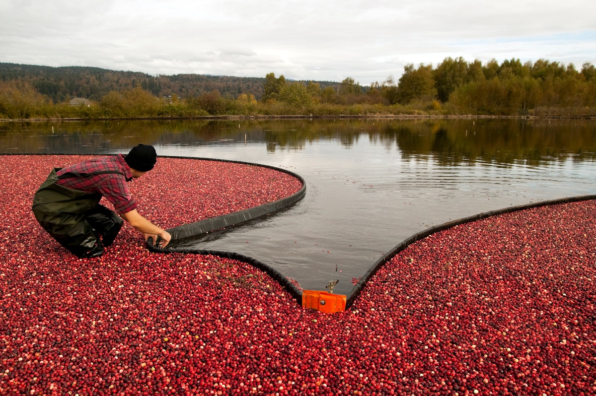 Cranberry Growers Want to Destroy Crops Food Manufacturing