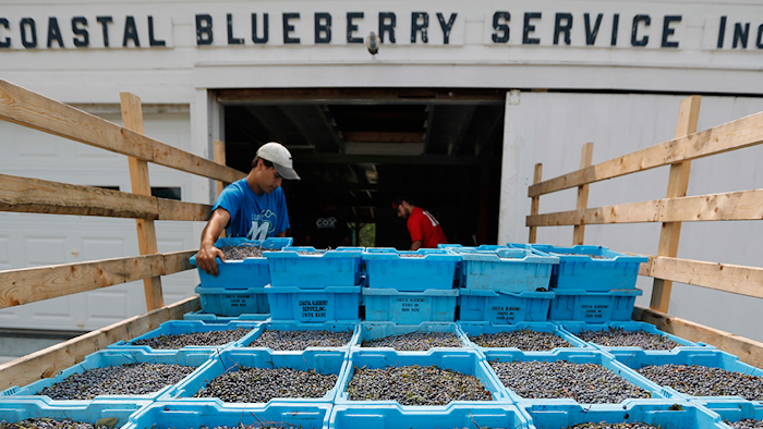 Mnet 195893 Blueberries Ap Hero Image