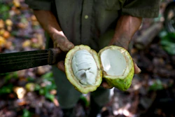 Cacao Plant Ap