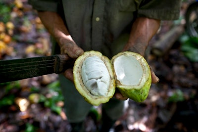 Cacao Plant Ap