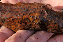 Mnet 196642 Sea Cucumbers Ap Hero Image