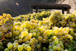 Mnet 196777 Germany Grapes Wine 1