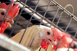 Mnet 196836 California Cage Free Hero