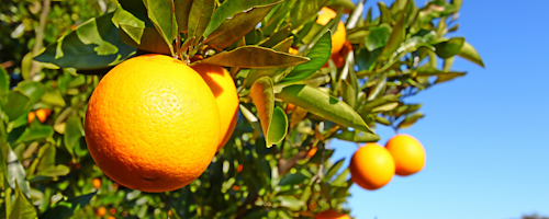 Mnet 197049 Oranges Florida Hero Image