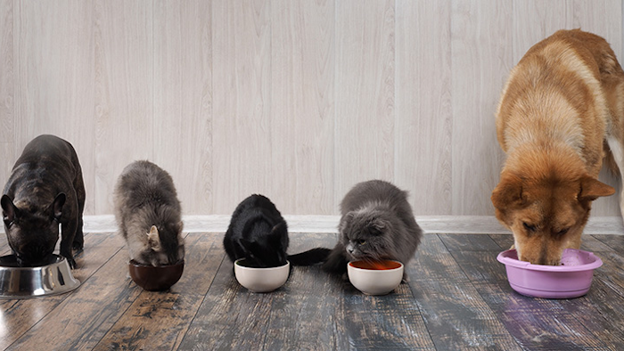 According to recent estimates by Packaged Facts, pet food sales increased almost six percent in 2017, topping $26 billion. The research firm forecasts the industry to continue to grow annually through 2022.