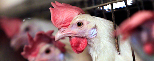 Mnet 197141 Chicken Farmers Tariffs Hero Image