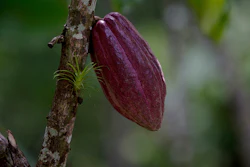 Mnet 197483 Cacao Hero Image Ap