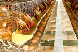 Egg Chicken Farm