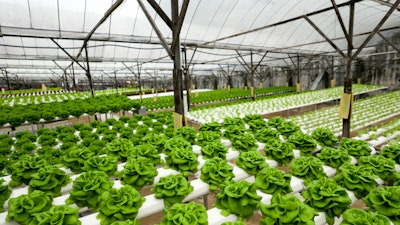 Food Production In Hydroponic Plant, Lettuce 615420436 2313x1301 (1)