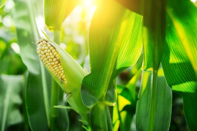 Fresh Cob Of Ripe Corn On Green Field At Sunset 599971330 3869x2579