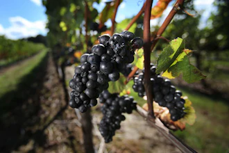 Pinot