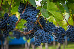 Wine Grapes