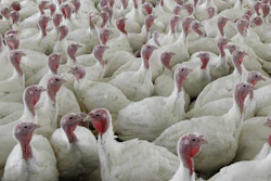 Mnet 198674 Turkeys Ap