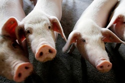 Mnet 198980 China Swine Flu Hero Image