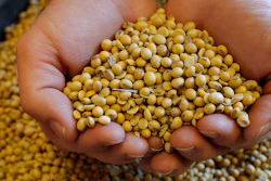 Mnet 199220 Us Soybean Crop Hero Image Ap1