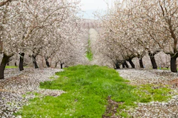 California Almond Grove