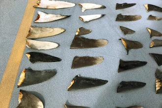 Shark Fins
