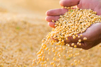 Soya Bean Seed In Hands Of Farmer 614153448 3000x2070