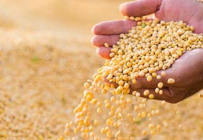 Soya Bean Seed In Hands Of Farmer 614153448 3000x2070