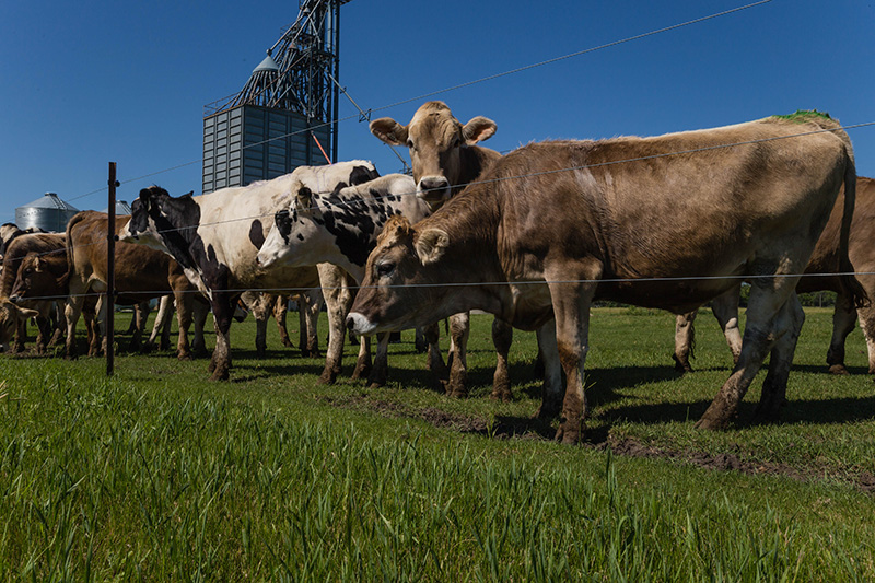 South Dakota has approximately 122,000 dairy cows, but that number is set to grow to 140,000 in another year, says Bryan Sanderson, business development director for South Dakota’s Department of Agriculture.