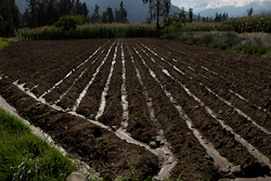 In this Dec. 4, 2018 photo, women farmers plant radishes in a field that gets irrigated with sewage water that comes from the nearby river in Valencia, Bolivia. What gets flushed down in Bolivia's capital city is used to irrigate the green, leafy fields that supply its produce markets. (AP Photo/Juan Karita)