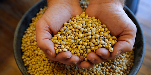 FILE - In this Nov. 21, 2018, file photo, Justin Roth holds a handful of soybeans at the Brooklyn Elevator in Brooklyn, Iowa. The government shutdown could complicate things for farmers lining up for federal payments to ease the burden of President Donald Trump’s trade war with China. The USDA last week assured farmers that direct payments would keep going out during the first week of the shutdown. But payments will soon be suspended for farmers who haven’t certified production. Farm loans and disaster assistance programs will also be on hold. (AP Photo/Charlie Neibergall, File)