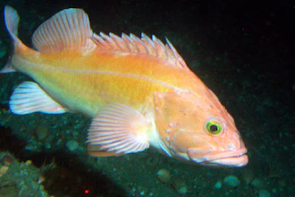 Yelloweye