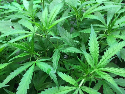 Marijuana Plant 03