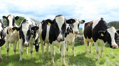 Holstein Cattle 2318436 1920