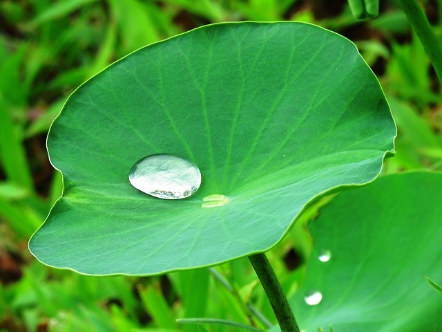 Lotus Leaf Improves Food Equipment Sanitation Food Manufacturing