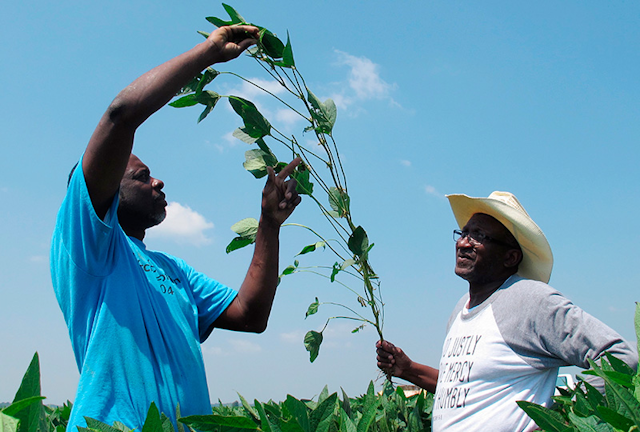 FILE - In this June 25, 2018, file photo, Tyrone Grayer, left, and David Allen Hall inspect a soybean plant at their farm in Parchman, Miss. A judge is ordering settlement talks in a lawsuit filed by black farmers from Mississippi and Tennessee including Hall and Grayer, who claim Stine Seed Co. sold them faulty soybean seeds because of their race. (AP Photo/Adrian Sainz, File)