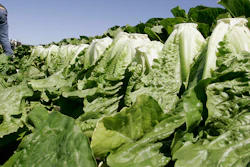 Mnet 202667 Romaine Outbreak Over Hero Image