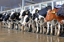 Mnet 204551 Dairy Farming New Hero Image