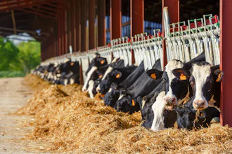 Dairy Farm Holsteins