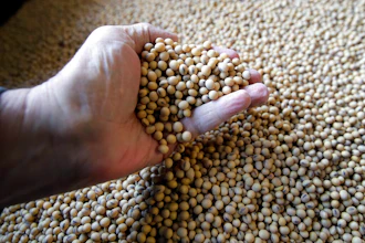 Soybeans Ag Ap