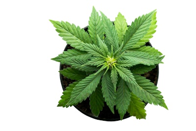 Marijuana Plant 626429568 7360x4912