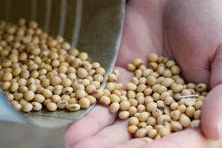 FILE- In this April 5, 2018, file photo Matt Aultman, a grain salesman and feed nutritionist with Keller Grain & Feed, Inc., shows locally grown soybeans during an interview at their facilities in Greenville, Ohio. Soybeans, which account for less than 1 percent of U.S. exports, are upstaging weightier issues as the Trump administration tackles trade disputes with China and other countries. (AP Photo/John Minchillo, File)