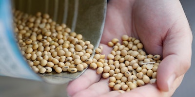 FILE- In this April 5, 2018, file photo Matt Aultman, a grain salesman and feed nutritionist with Keller Grain & Feed, Inc., shows locally grown soybeans during an interview at their facilities in Greenville, Ohio. Soybeans, which account for less than 1 percent of U.S. exports, are upstaging weightier issues as the Trump administration tackles trade disputes with China and other countries. (AP Photo/John Minchillo, File)