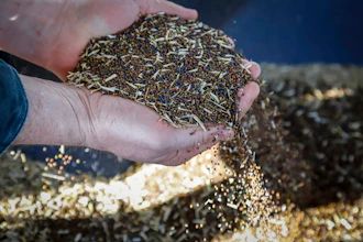 Canola Seeds Ap