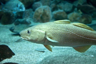 Cod Fish Floating In Aquarium 492942094 2128x1413