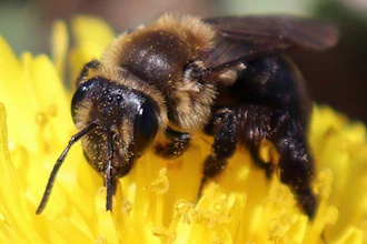 Bees